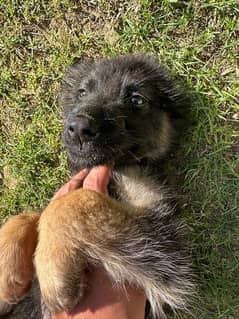 German Shepherd female pups