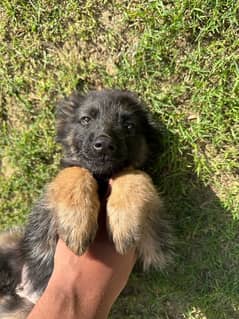 German Shepherd puppies