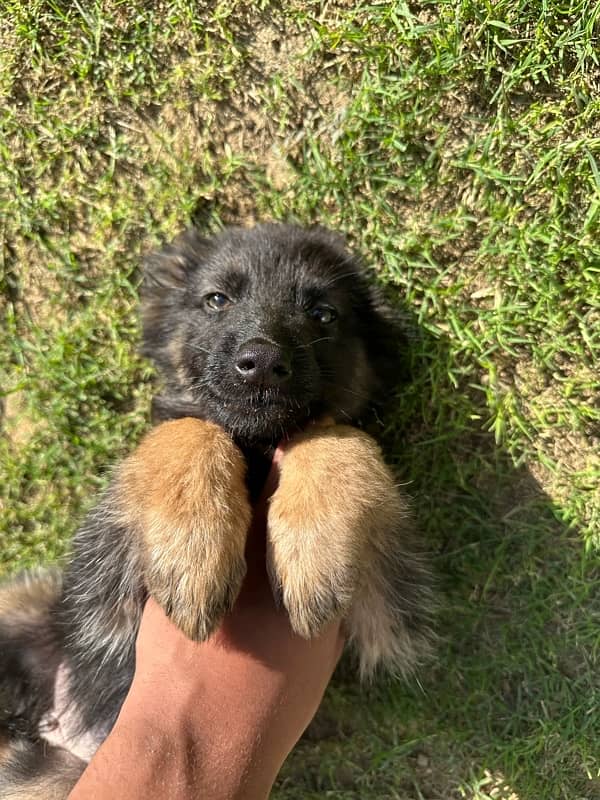 German Shepherd puppies 0