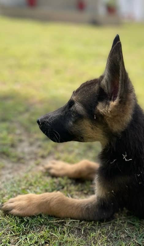 German Shepherd puppies 2