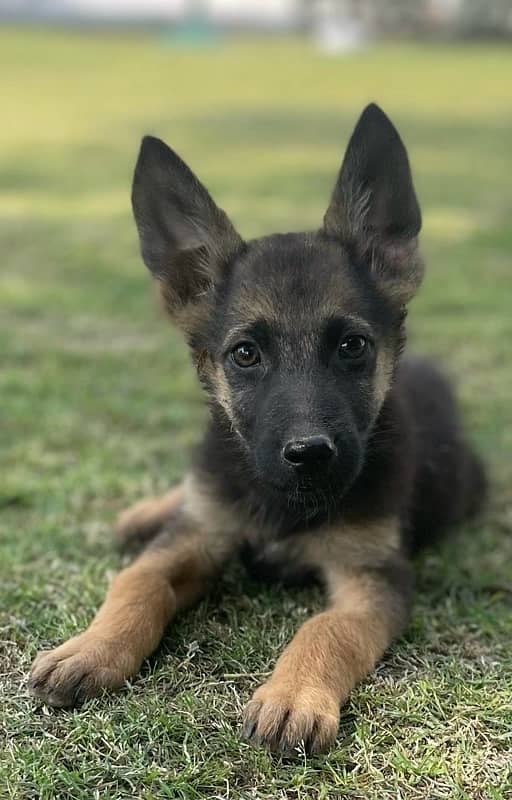 German Shepherd puppies 3