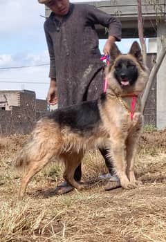 tevar German Shepherd double coat added female 5 mahine for sale