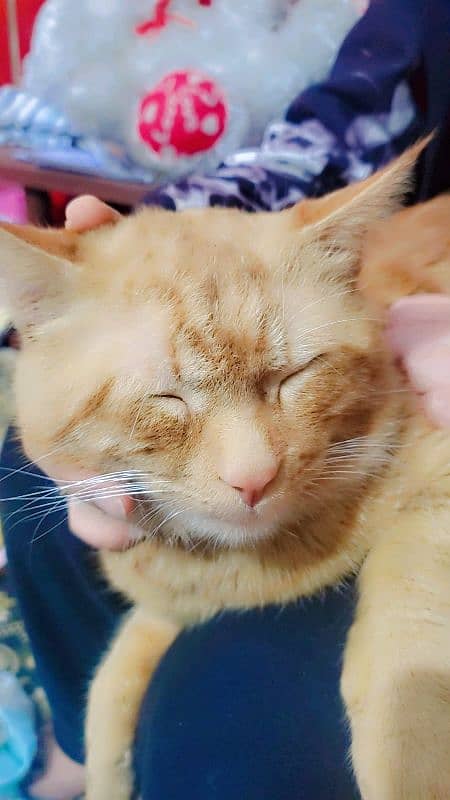 single coat Persian adoption cat 0