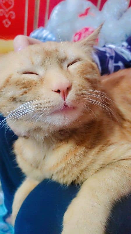 single coat Persian adoption cat 1