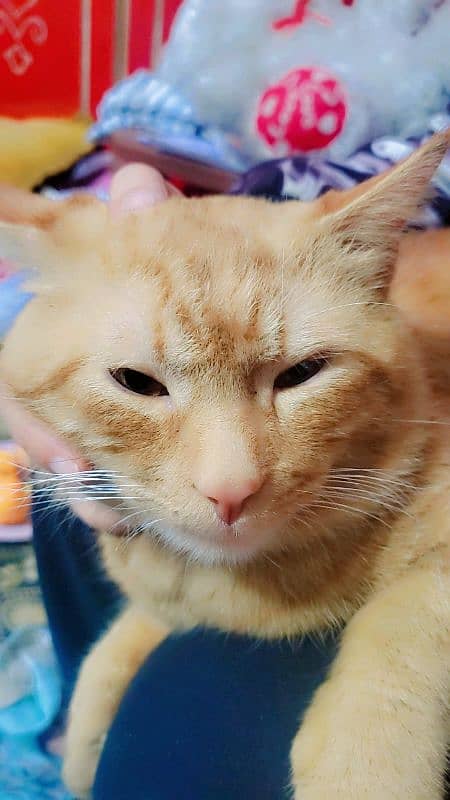 single coat Persian adoption cat 2