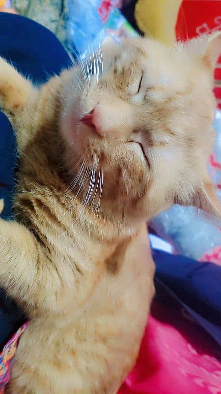 single coat Persian adoption cat 3