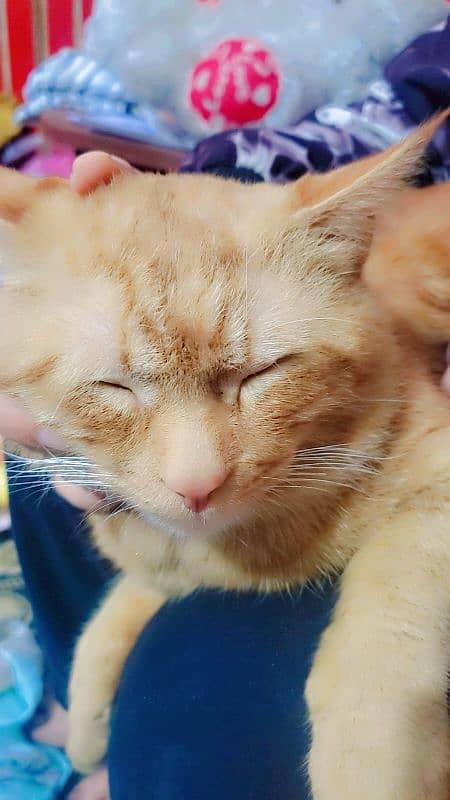 single coat Persian adoption cat 4