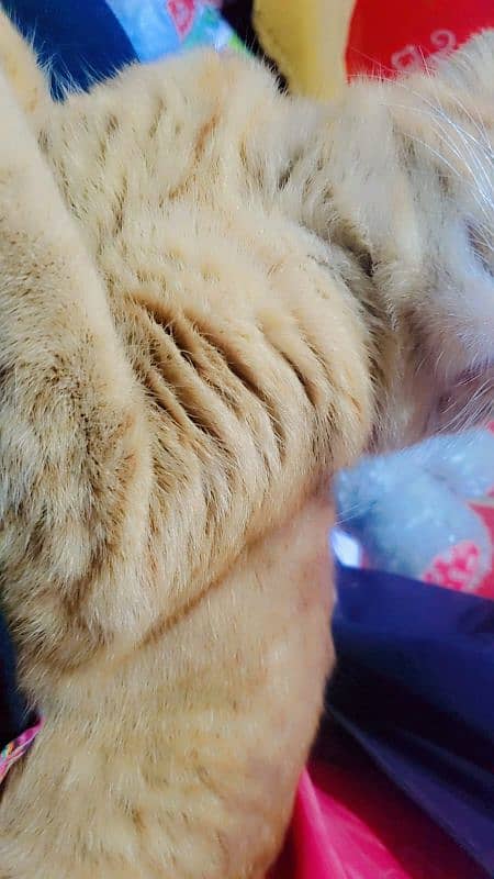 single coat Persian adoption cat 6