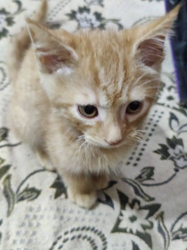 single coat Persian adoption cat 7