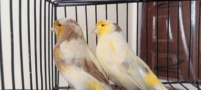 glostar canary breedar pair