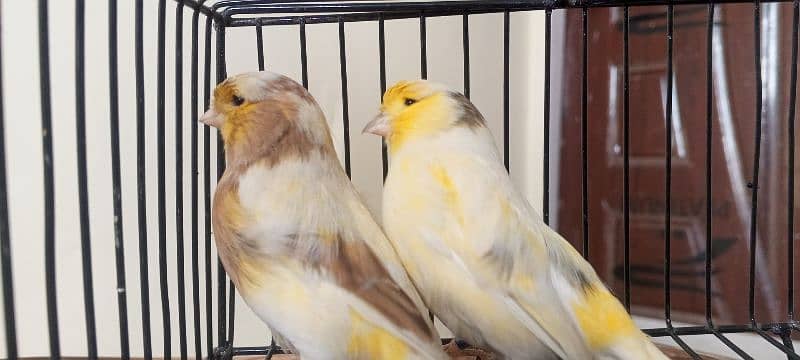 glostar canary breedar pair 0