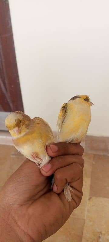 glostar canary breedar pair 1