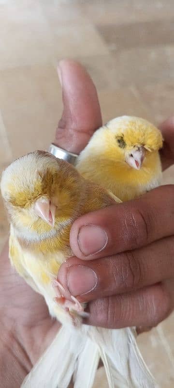 glostar canary breedar pair 2