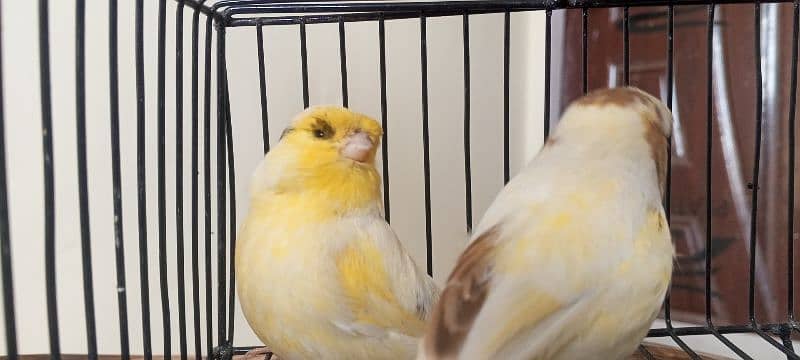 glostar canary breedar pair 3