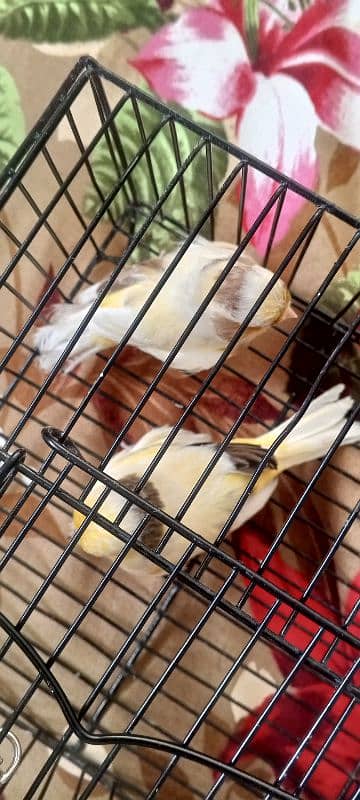 glostar canary breedar pair 4