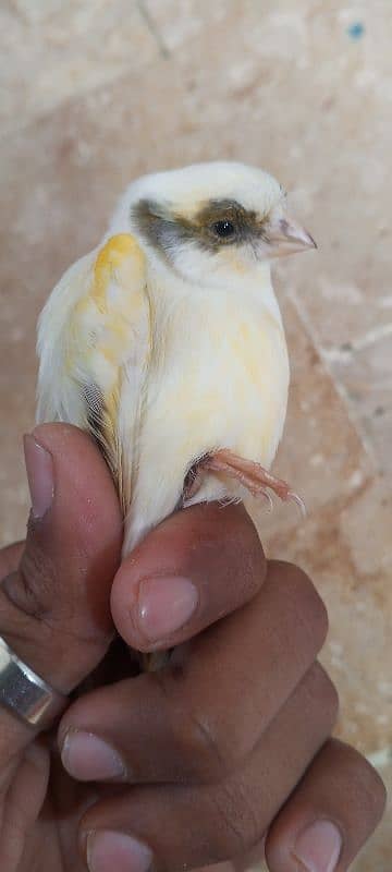 glostar canary breedar pair 8