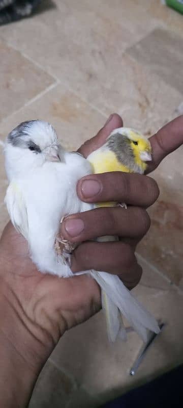 glostar canary breedar pair 12