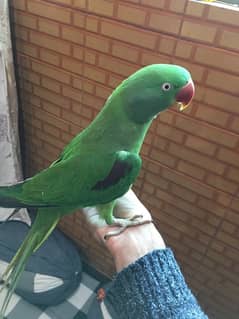 Female breading Parrot For Sale