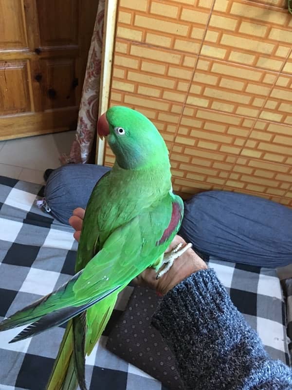 Female breading Parrot For Sale 1