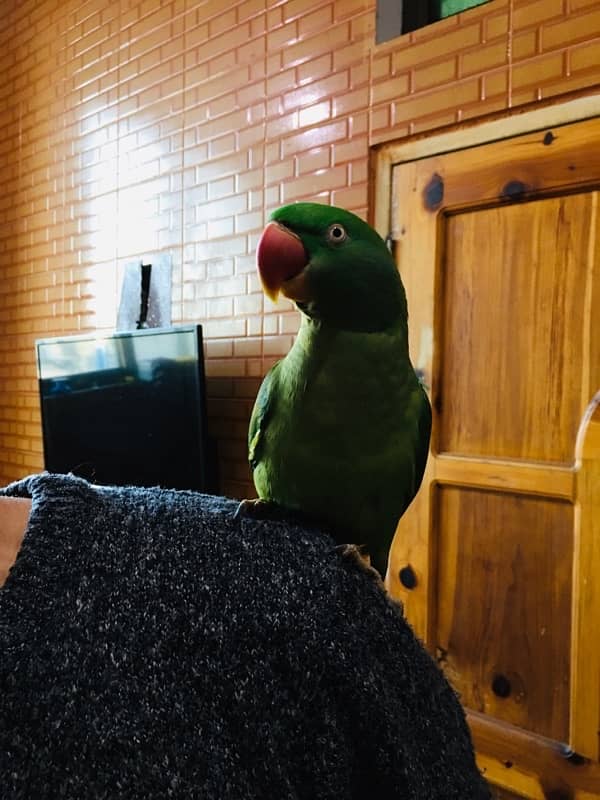 Female breading Parrot For Sale 2