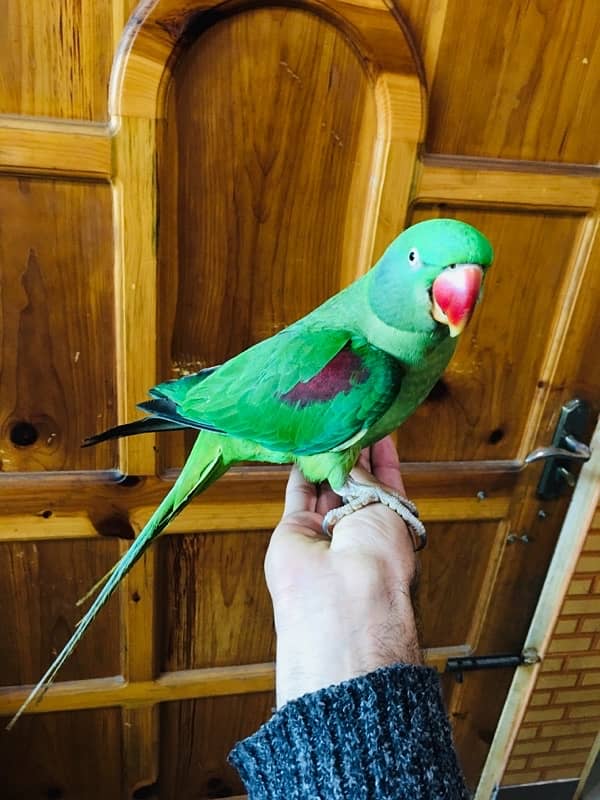 Female breading Parrot For Sale 3