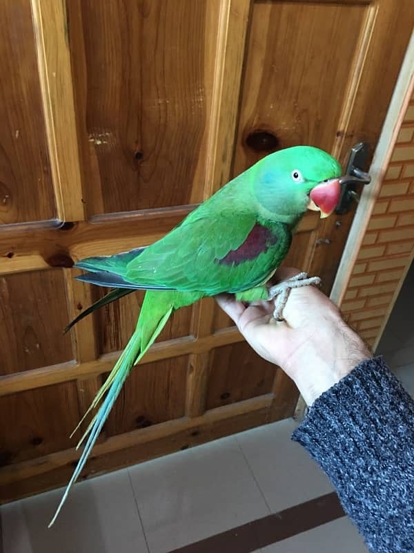 Female breading Parrot For Sale 4