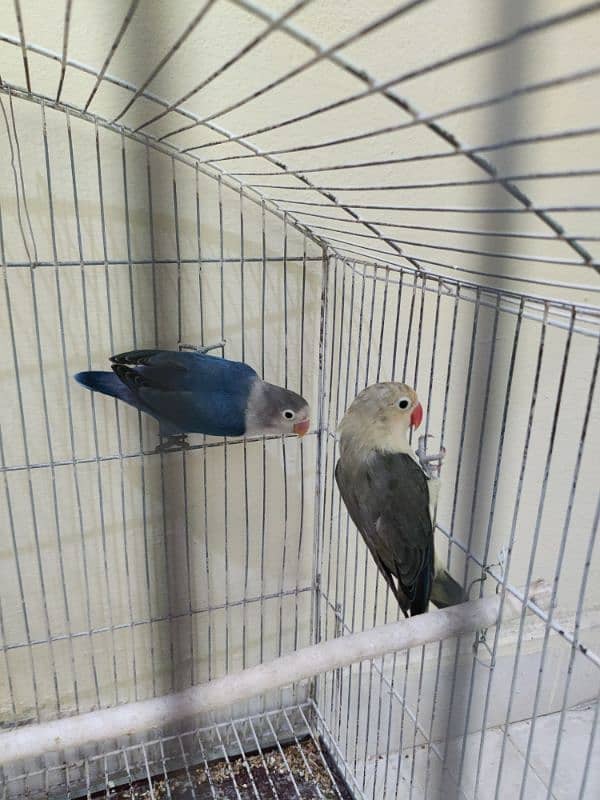 love birds 1