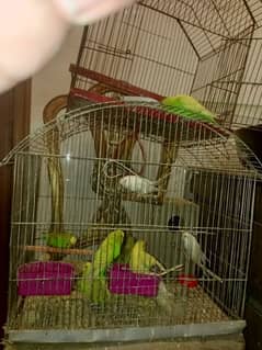 budgie pairs for sale