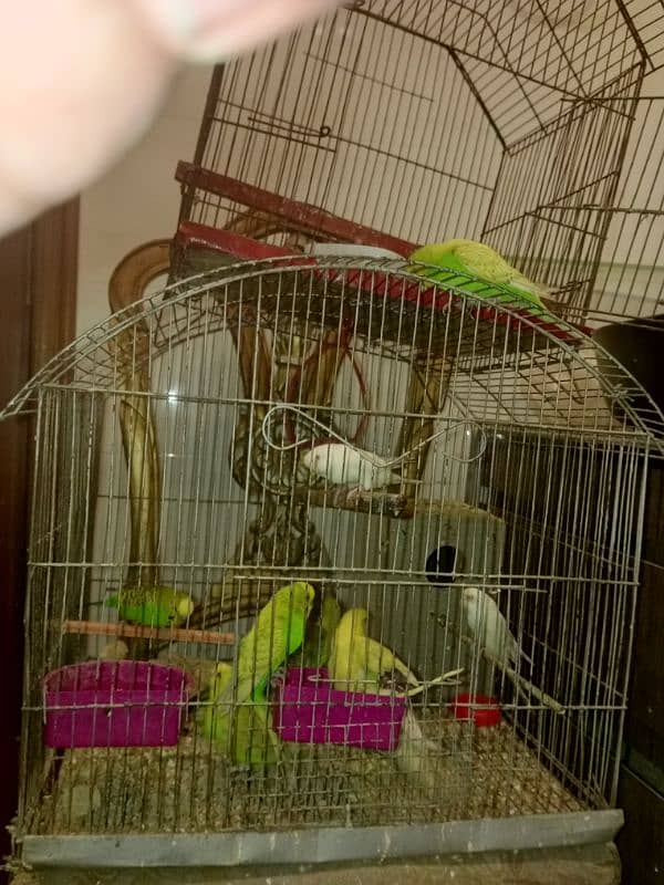 budgie pairs for sale 0