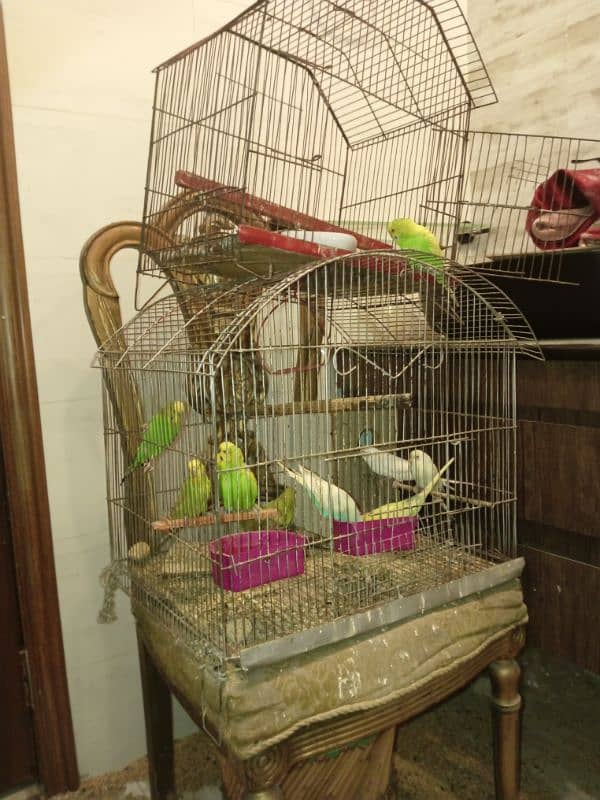 budgie pairs for sale 1