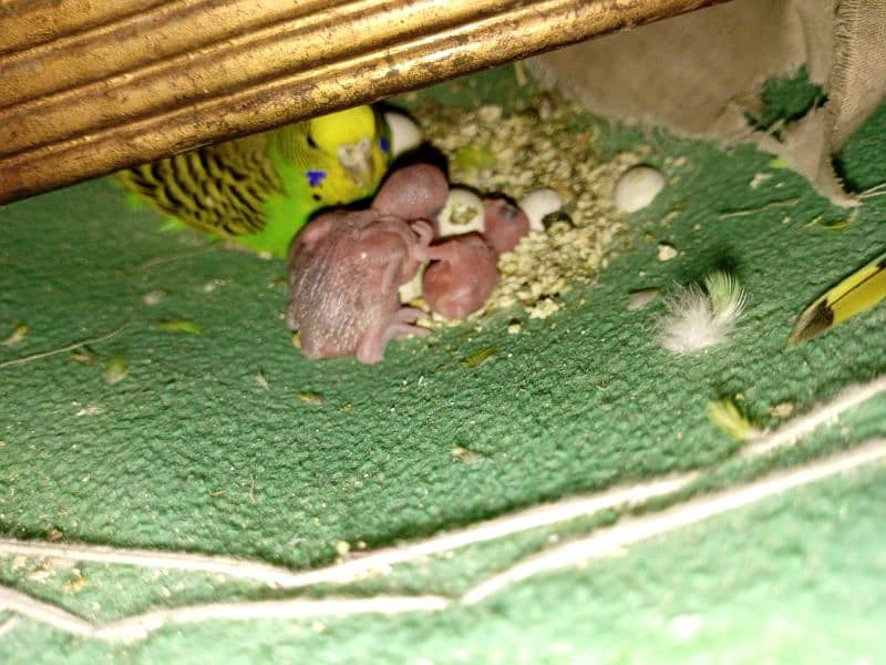 budgie pairs for sale 2