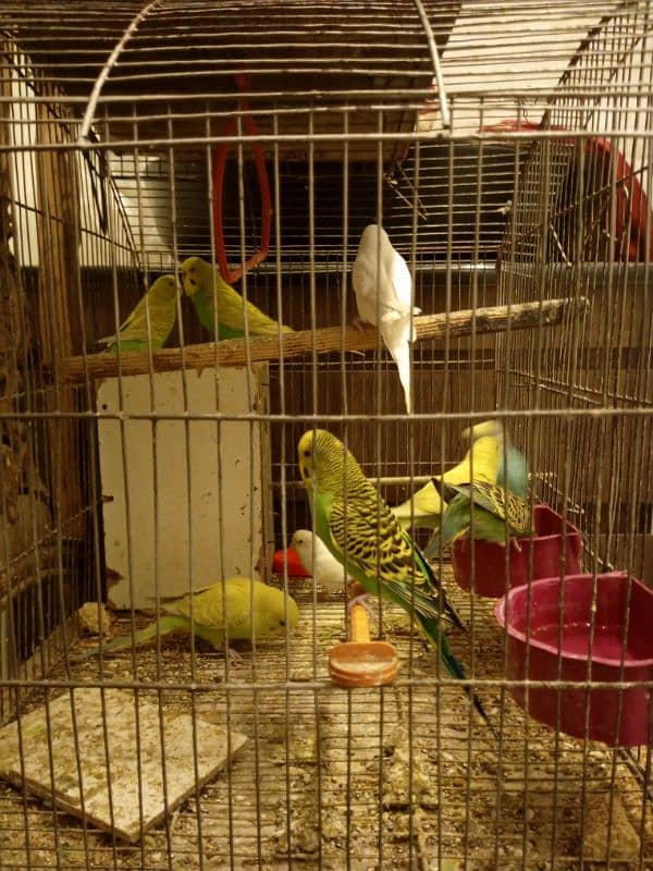 budgie pairs for sale 4