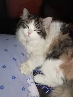 6 MOnth Old Cat Urgent SaLe