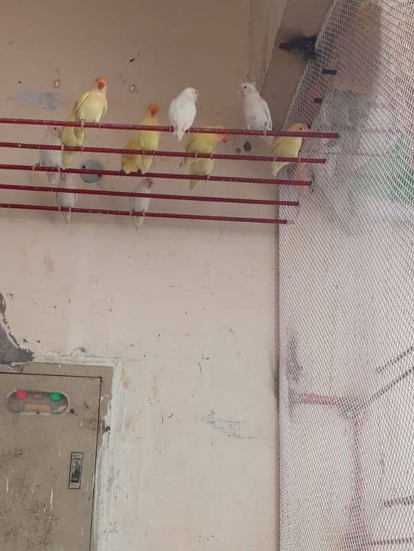 birds full setup for sale 0