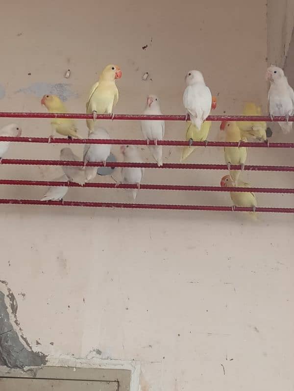 birds full setup for sale 1