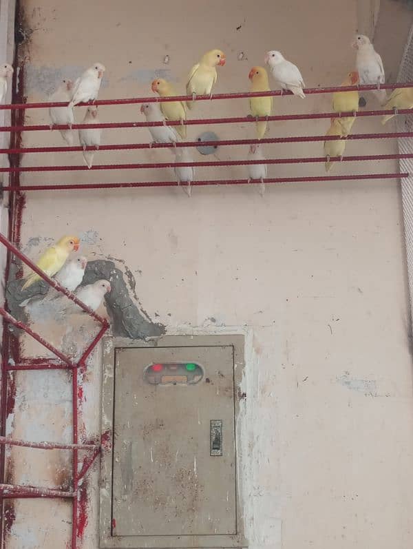 birds full setup for sale 3