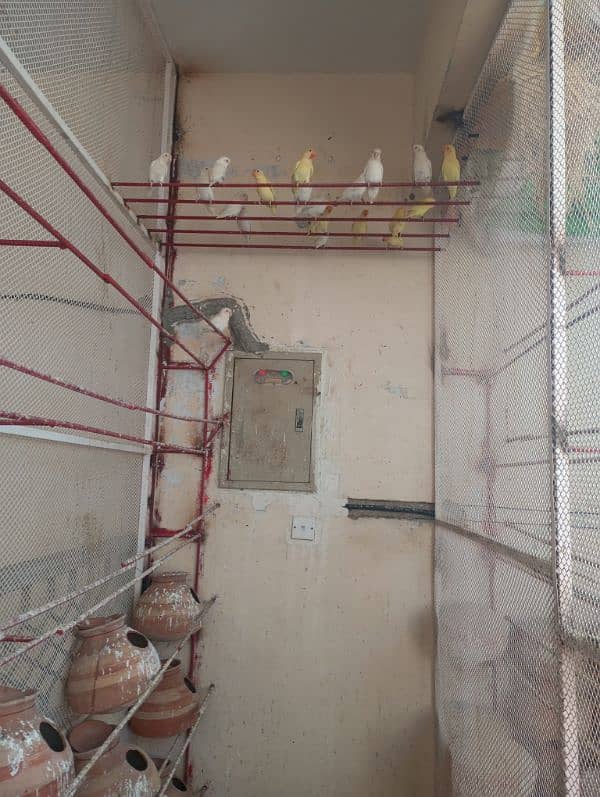 birds full setup for sale 4