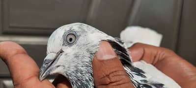 pigeon