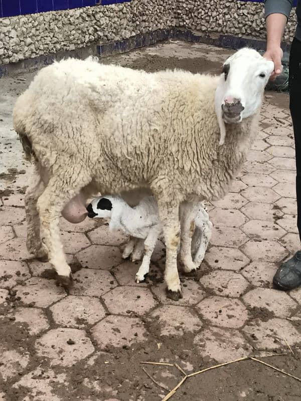 beautiful sheep with two female kids 1