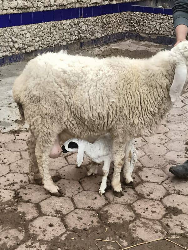 beautiful sheep with two female kids 3