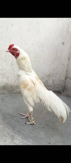 boska murga for sale