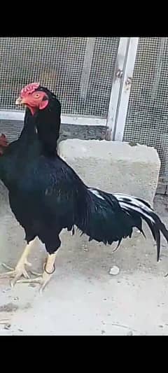 lasani Aseel male for sale