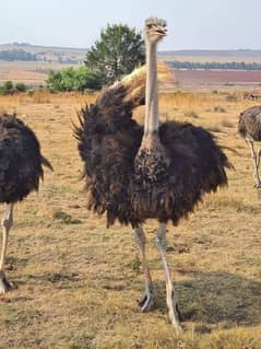 Ostrich