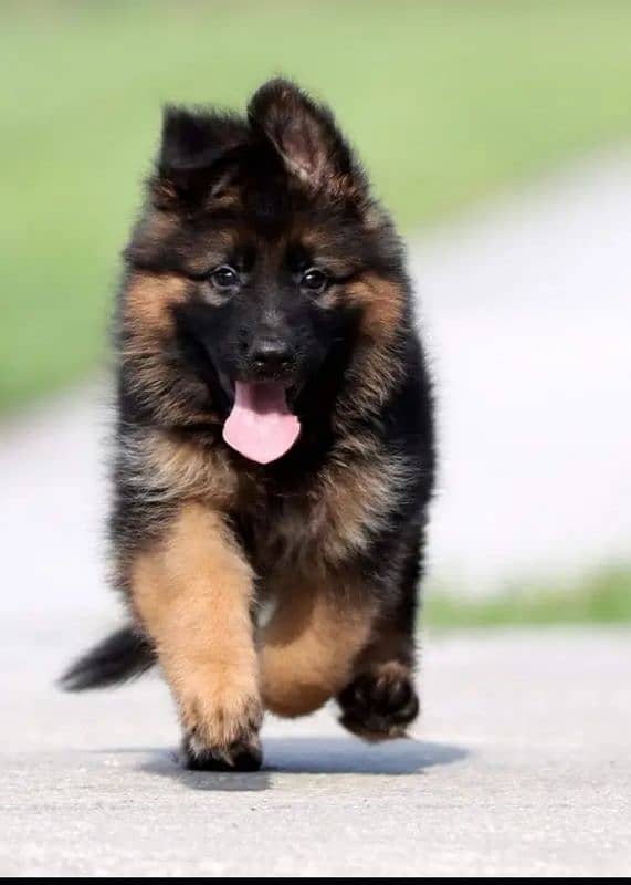 German Shepherd puppies 03251665241 3