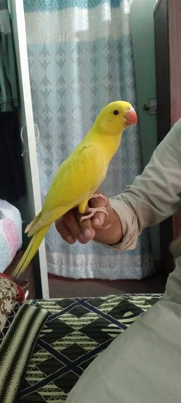 Yellow Ringneck Parrot Chick 2