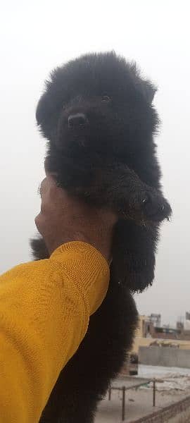 Black German Shepherd puppies 0