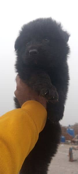 Black German Shepherd puppies 1