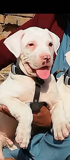 Bully Gultair Dog / Bully Male Dog For Sale