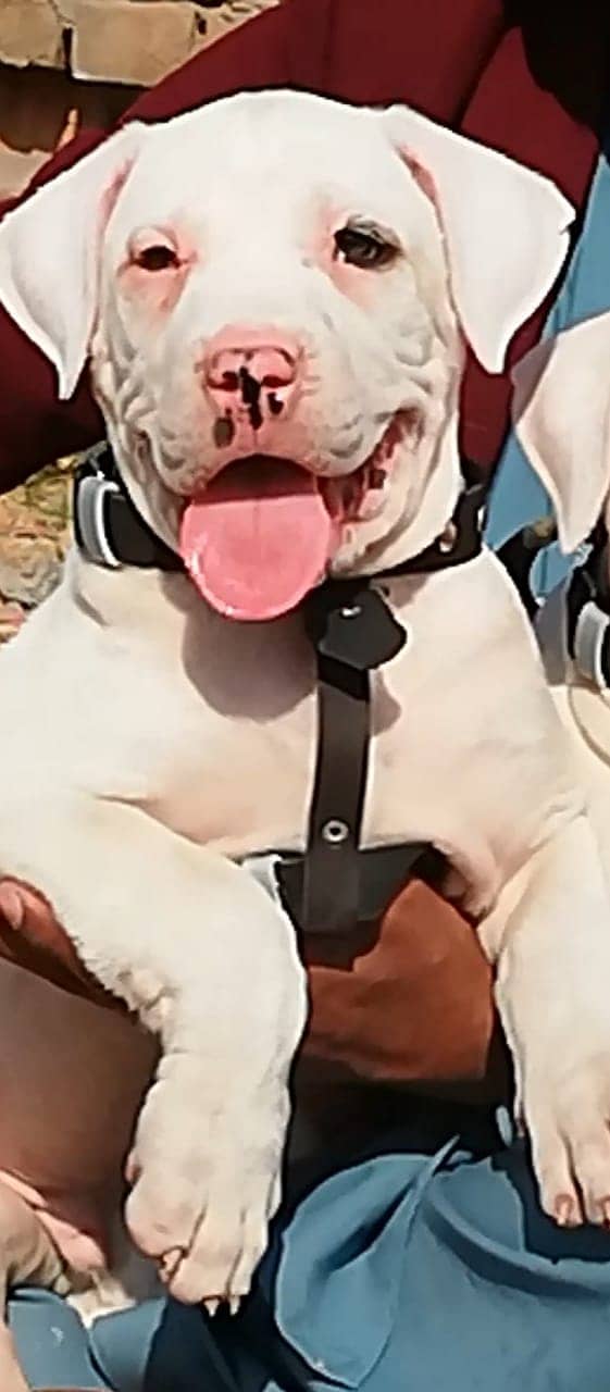 Bully Gultair Dog / Bully Male Dog For Sale 1