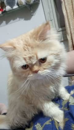 male persian cat